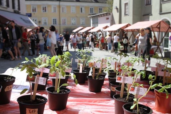 Setzlings- und Pflanzenmarkt am Unteren Stadtplatz in Hall in Tirol