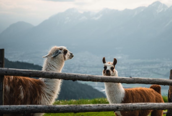 Lama
