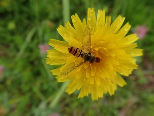Schwebfliege