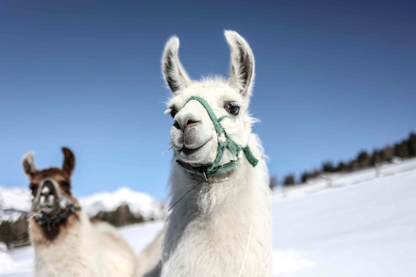 Lama im Winter