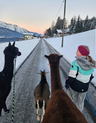 Wanderung mit Alpakas