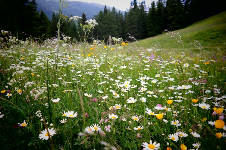 Kräuterexkursion im Frühling - outdoor mit Mag.a Ulrike Eigentler