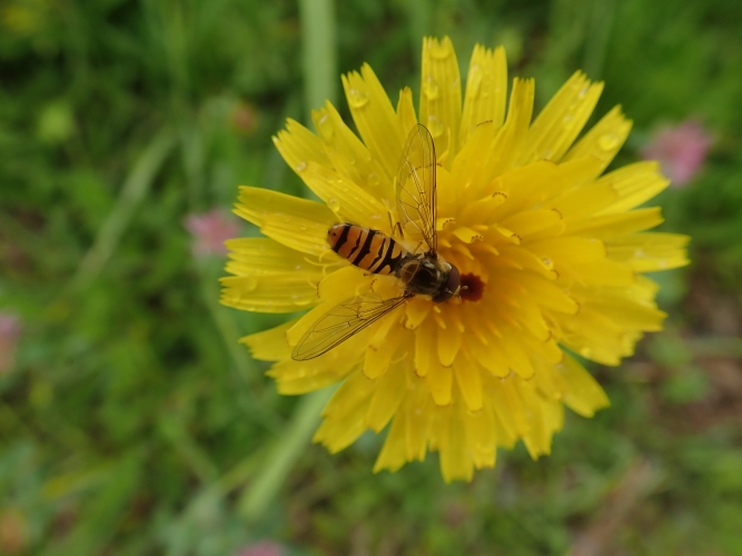 Schwebfliege Von Florfliegen bis Fledermäusen – Nützlinge im Garten