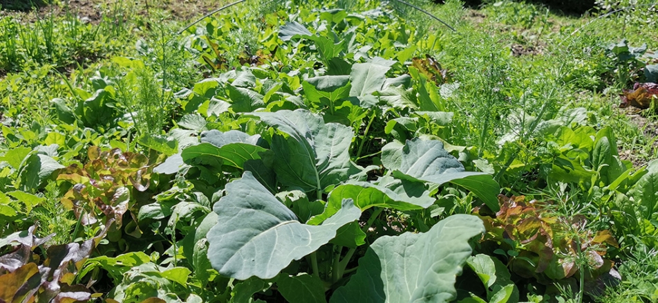 Mischkultur im Gemüsebeet