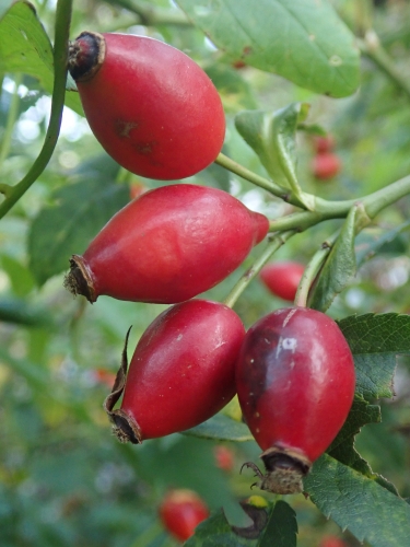 Hagebutte Herbst im Garten
