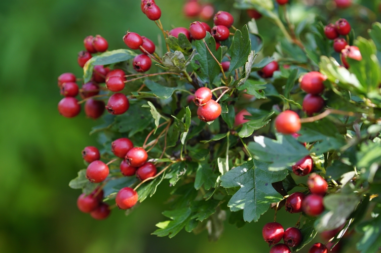 Früchte des Weißdorns Hecken – mehr als Thuja und Kirschlorbeer