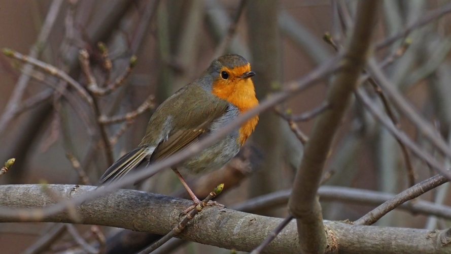 Rotkehlchen Vögel im Garten - Führung im Seniorenpark HALLIT