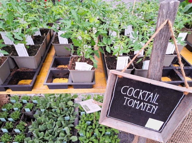 Setzlings- und Pflanzenmarkt am Haller Marktanger