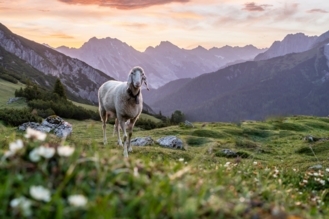 Schaf auf Bergwiese